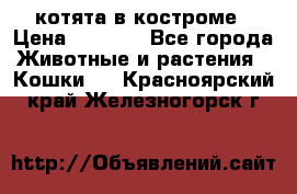 котята в костроме › Цена ­ 2 000 - Все города Животные и растения » Кошки   . Красноярский край,Железногорск г.